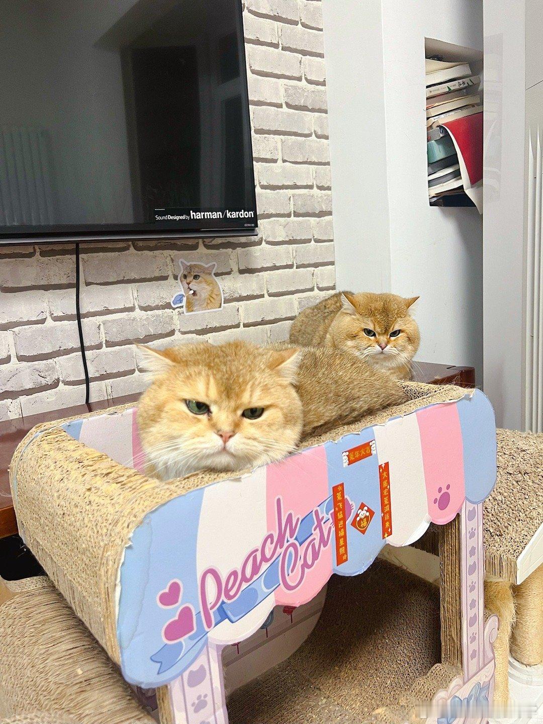 表情管理大师 鸡腿猫！#萌宠闹新春##萌宠# ​​​
