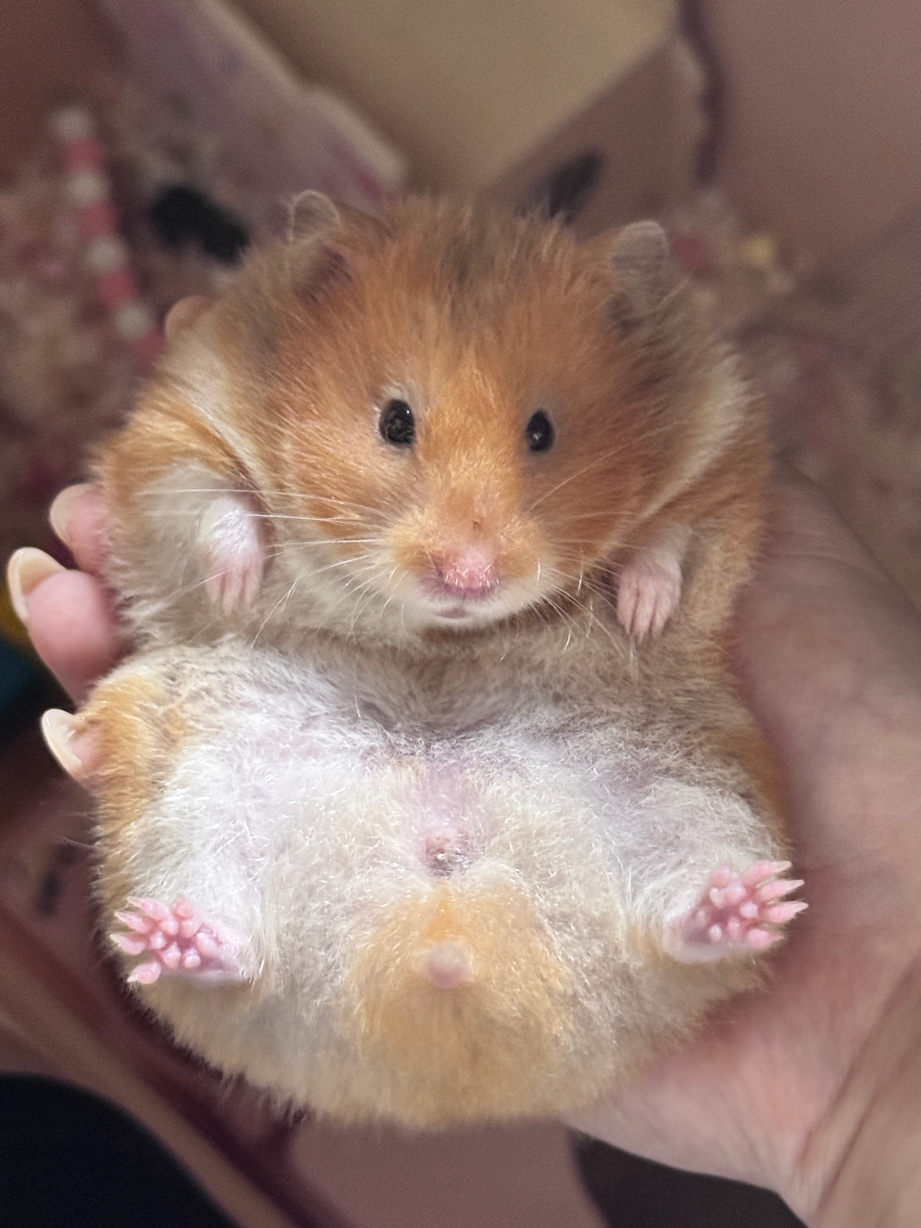 小猪就是萌🐽！ 