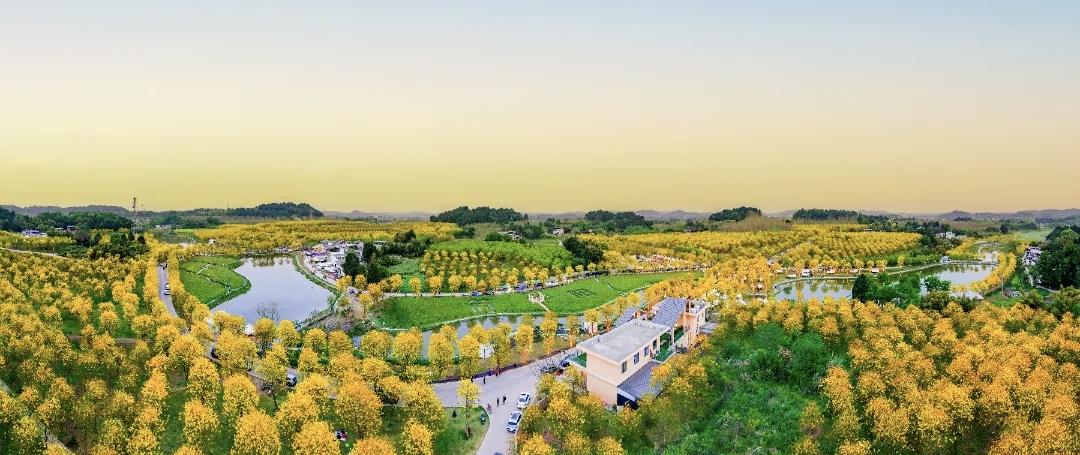 简阳花畔里东麓花溪黄花风铃木景区花开了！最佳赏花期：3月25日至4月6日地址：东