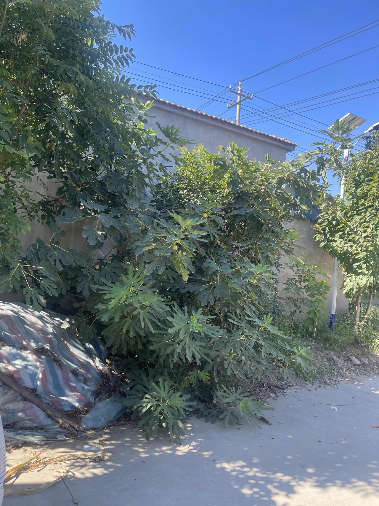 不过也不能多吃，一天吃一两个就行了，因为含糖量太高了
刚好我家门口就有一棵，给大