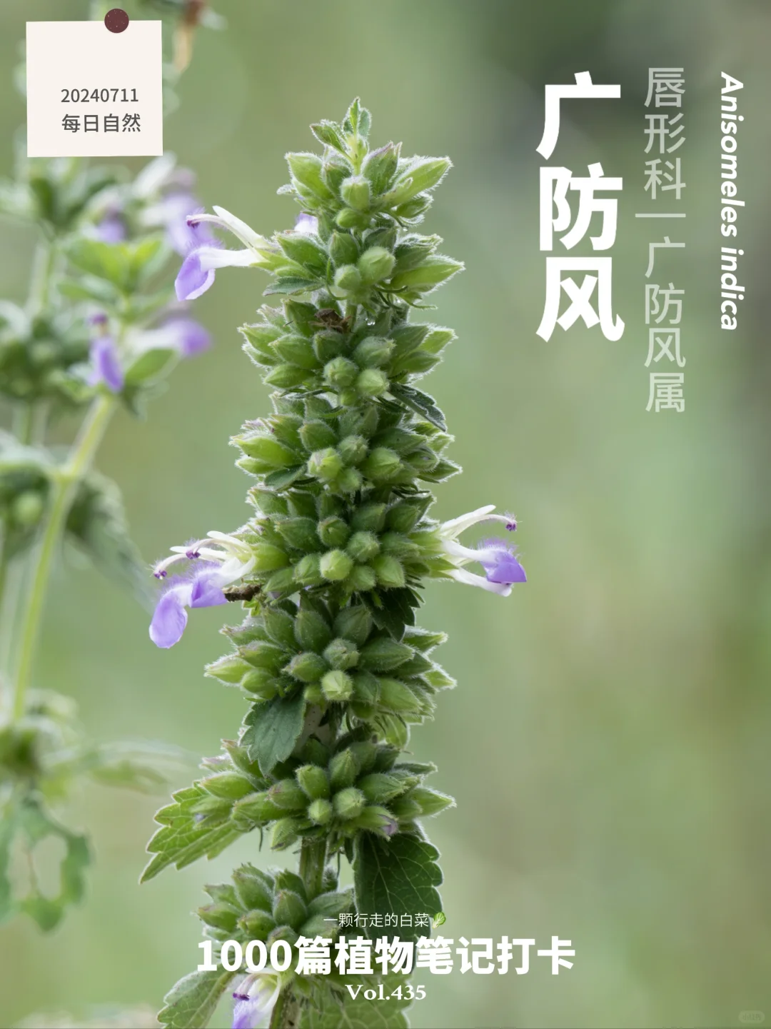 植物笔记435 | 路边的广防风