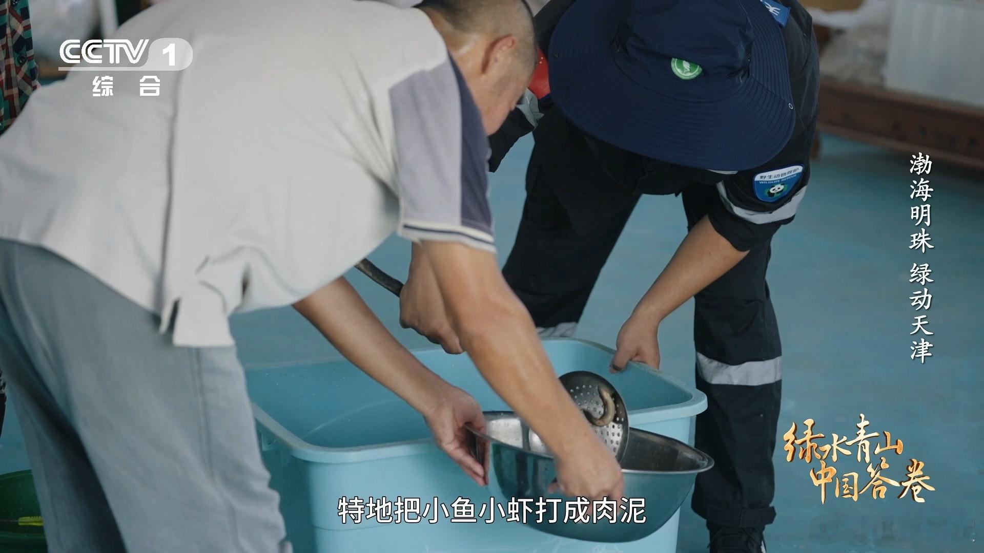 天津的东方白鹳住空中别墅 大风吹落幼鸟后，湿地急改鸟巢，22个抗风新家让100多