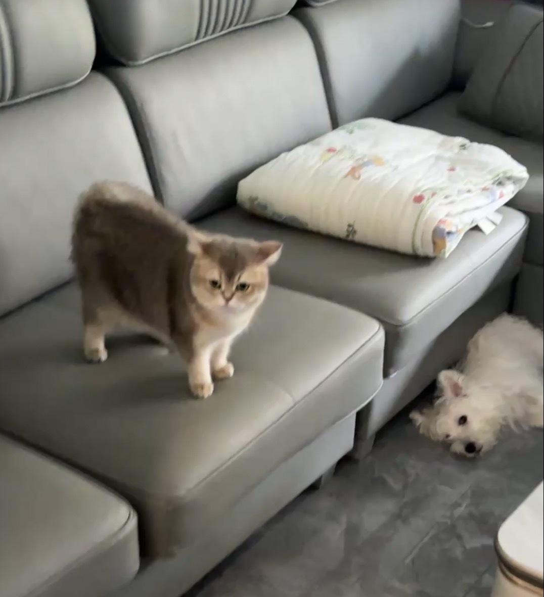 不清楚。。。怎么猫比狗还大的样子 