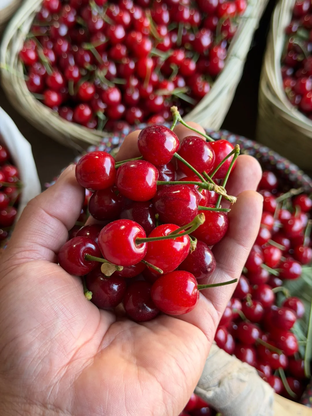 玛瑙红纯甜小樱桃，口感巅峰期，还有10天下架