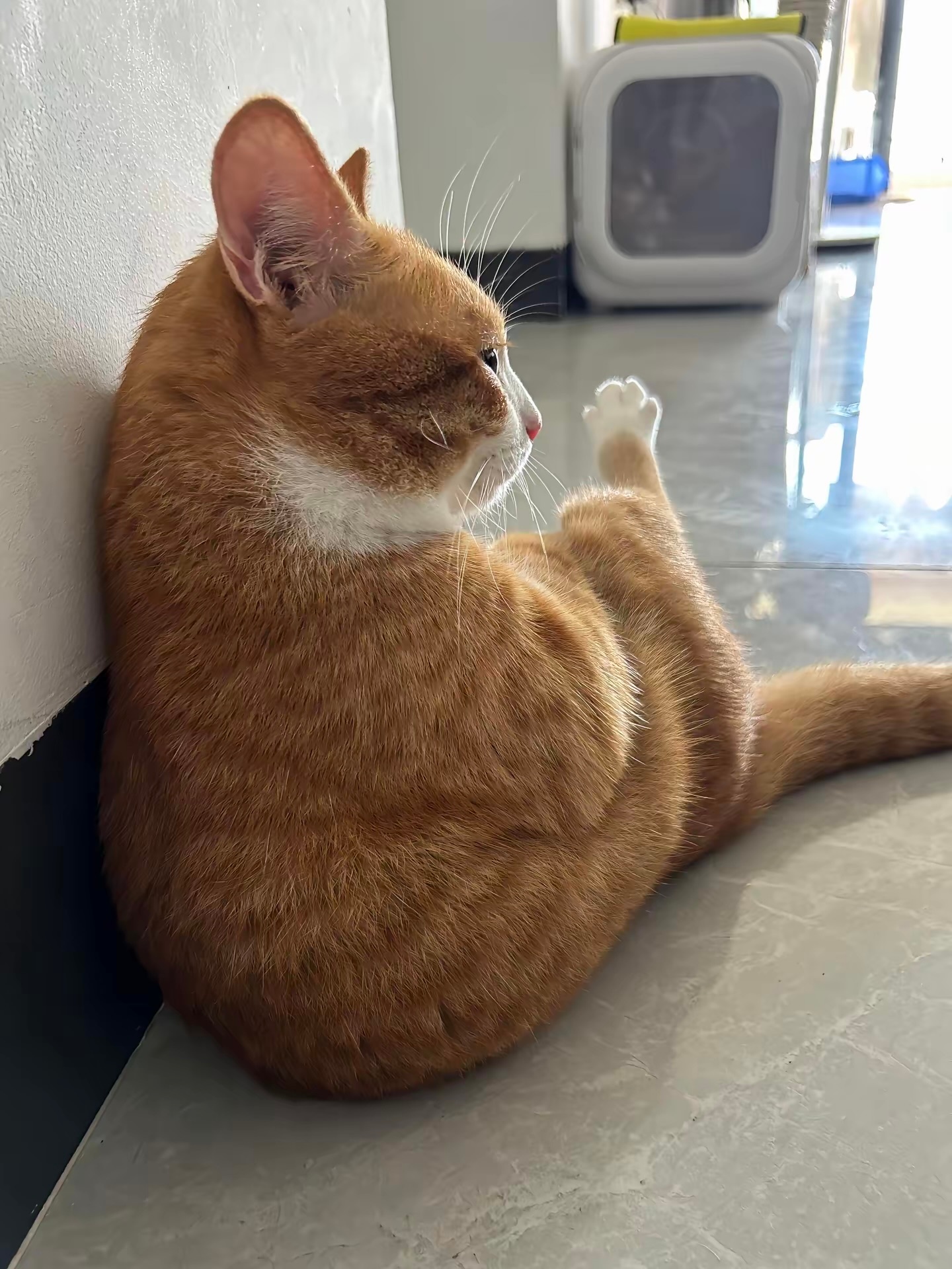 猫咪：找我什么事？😾 