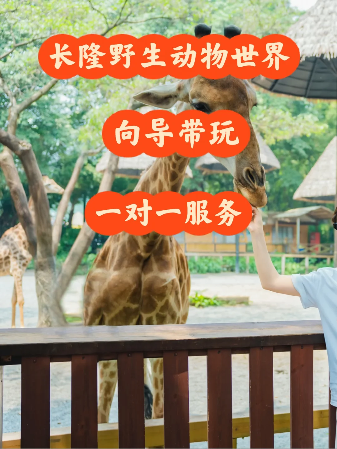 长隆野生动物世界导游向导带玩