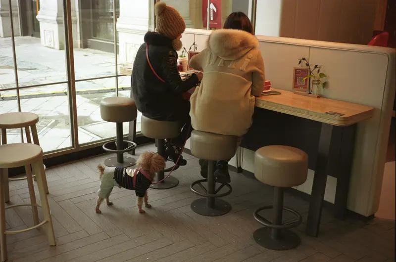 带狗就餐是否禁止不能一概而论，应当在保障公共卫生和多数人权益的前提下，兼顾养宠群