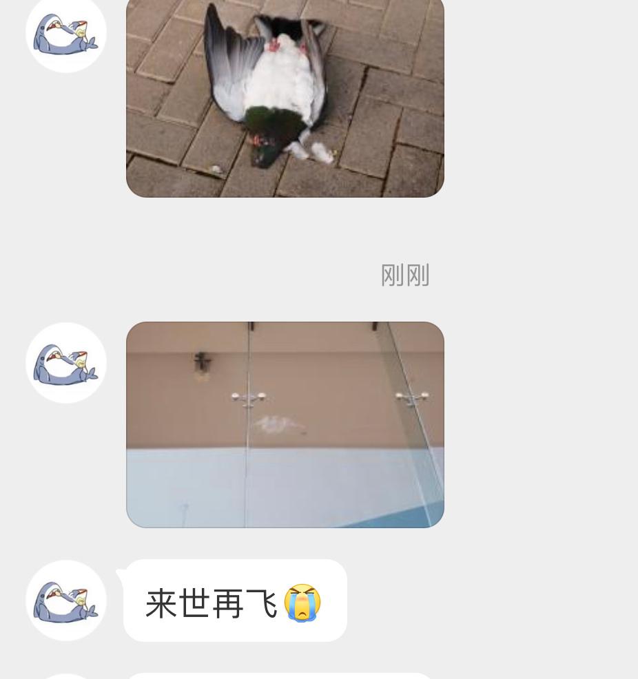 #撞玻璃的鸟# 坐标：新西兰🇳🇿地上躺着一只遇难的【新西兰鸠】玻璃上还有它撞