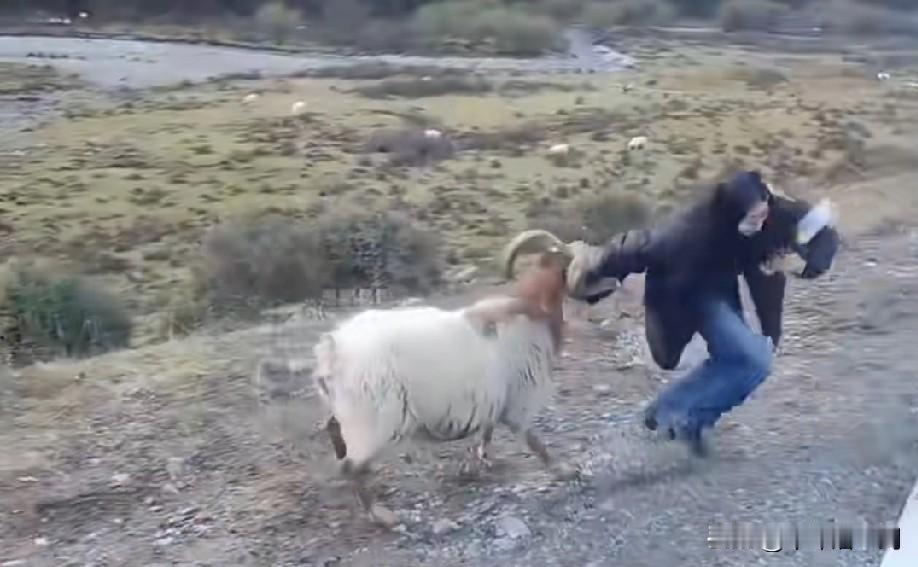 陕西网友说：小时候，我家养了四五只羊。其中有只羊先把我哥哥顶哭了，把我妈顶爬了，