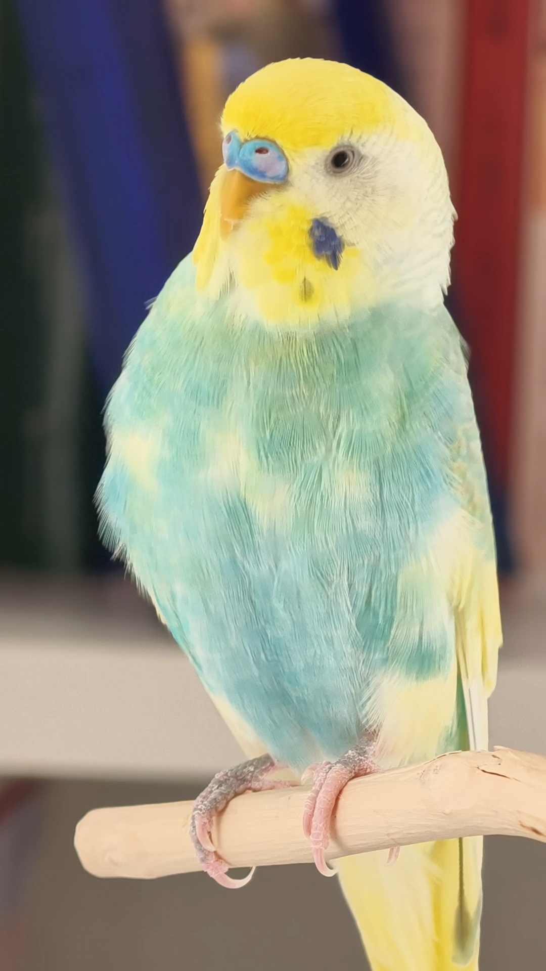 还是小蓝可爱鹦鹉小蓝和布丁