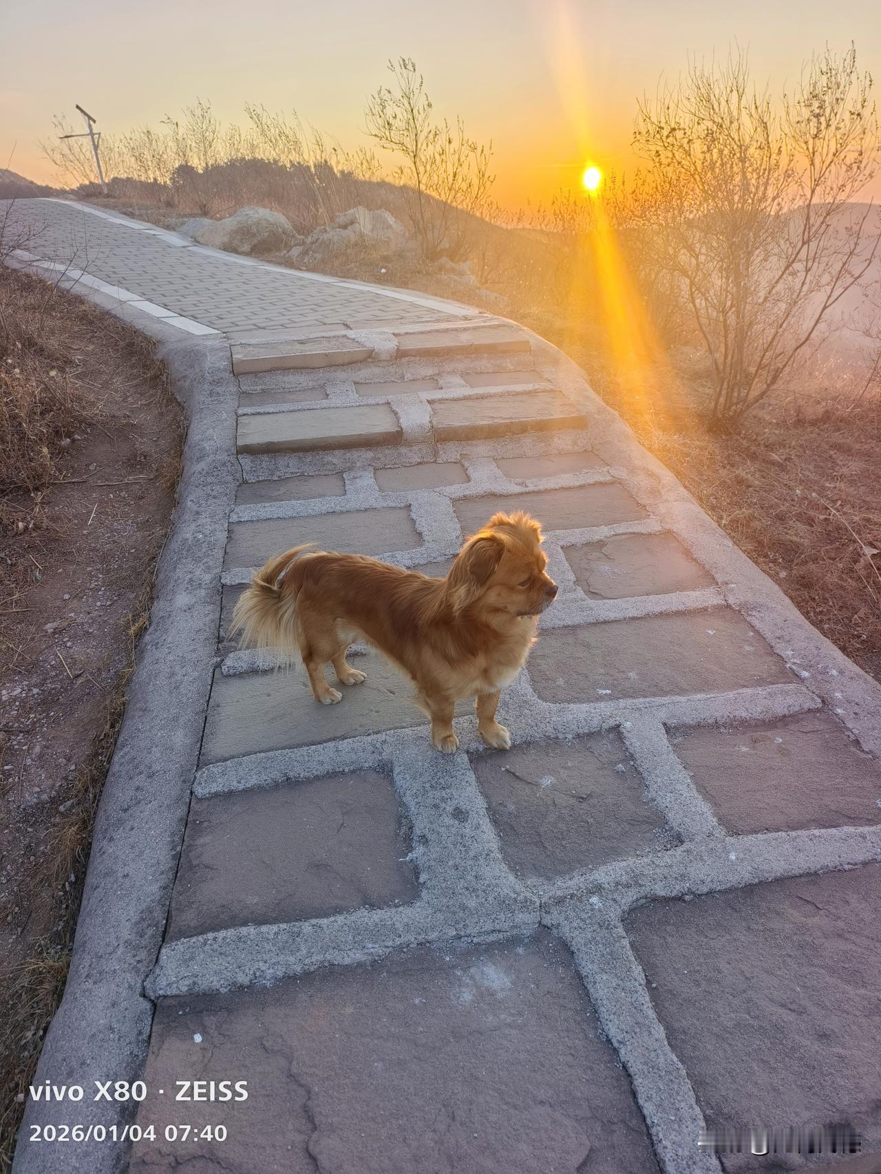 金色的阳光，金色的小狗，小狗仿佛若有所思，实际上它没有想什么，只因为看见前方有只