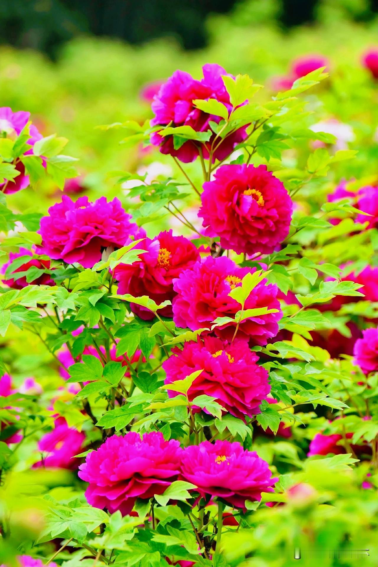 上联：花间醉卧白头客
下联：有请雅士[玫瑰][玫瑰][玫瑰]