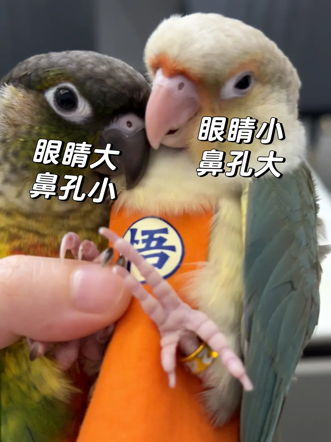 买的时候只看颜色了 和家里的一对比才发现