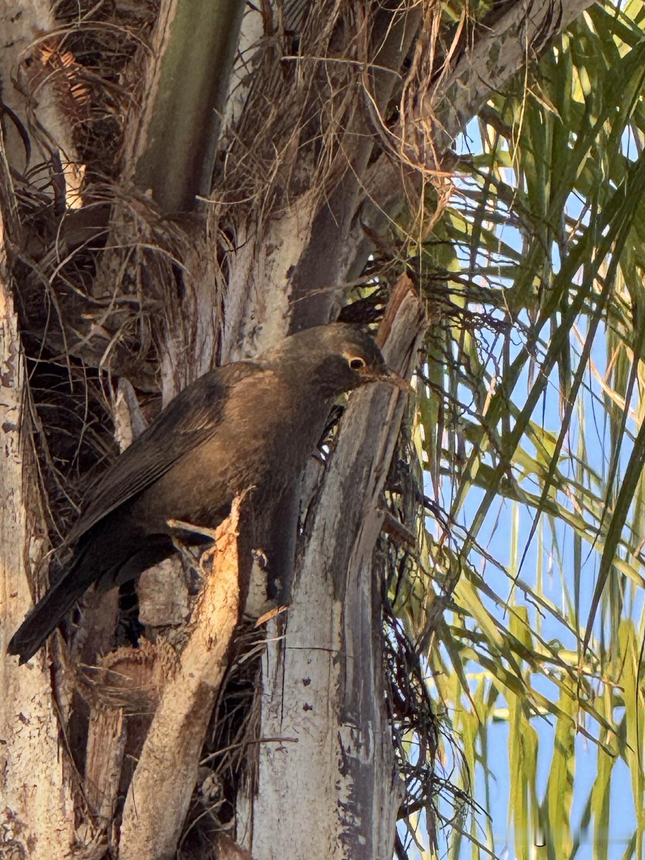 交换一张鸟类摄影照 分享一张最近随手拍的照片