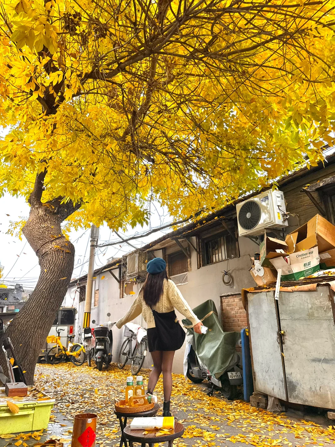 10.14东四实况live｜老舍爱的北平之秋已到来