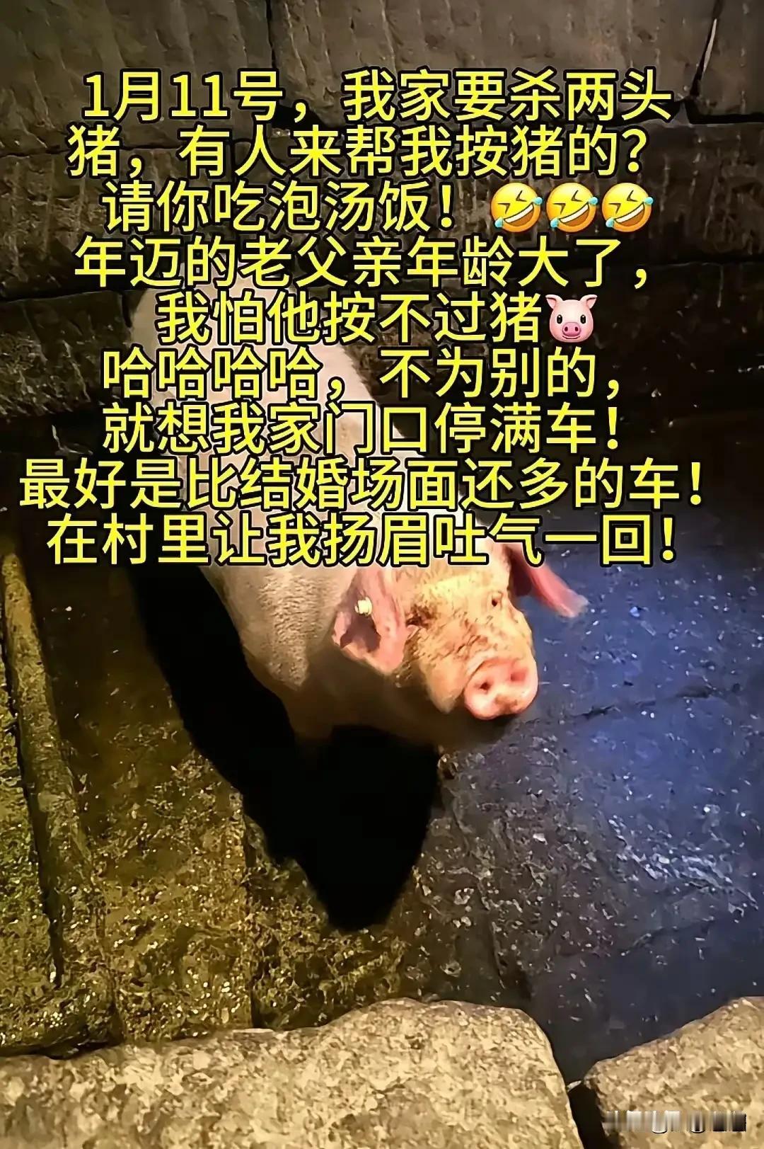 笑疯了！2026开年第一“祸”，重庆姑娘喊人按猪，把半个城的人都招来了
 
20