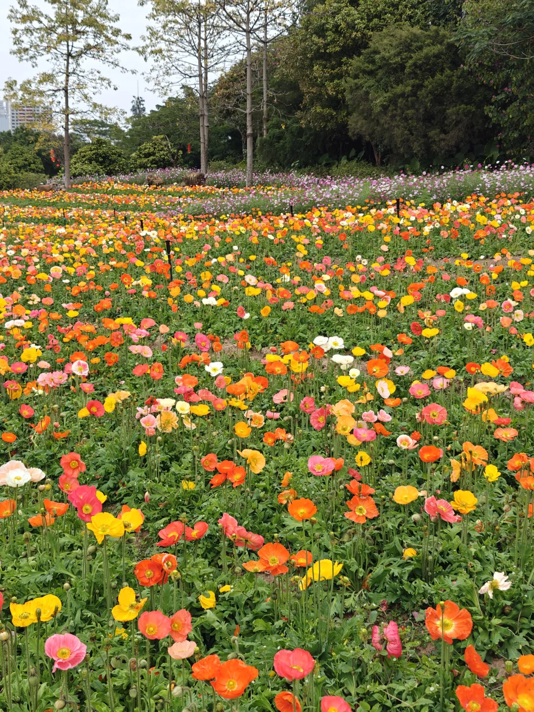 ✨海珠湖湿地公园--春日花海，美到心醉🌷