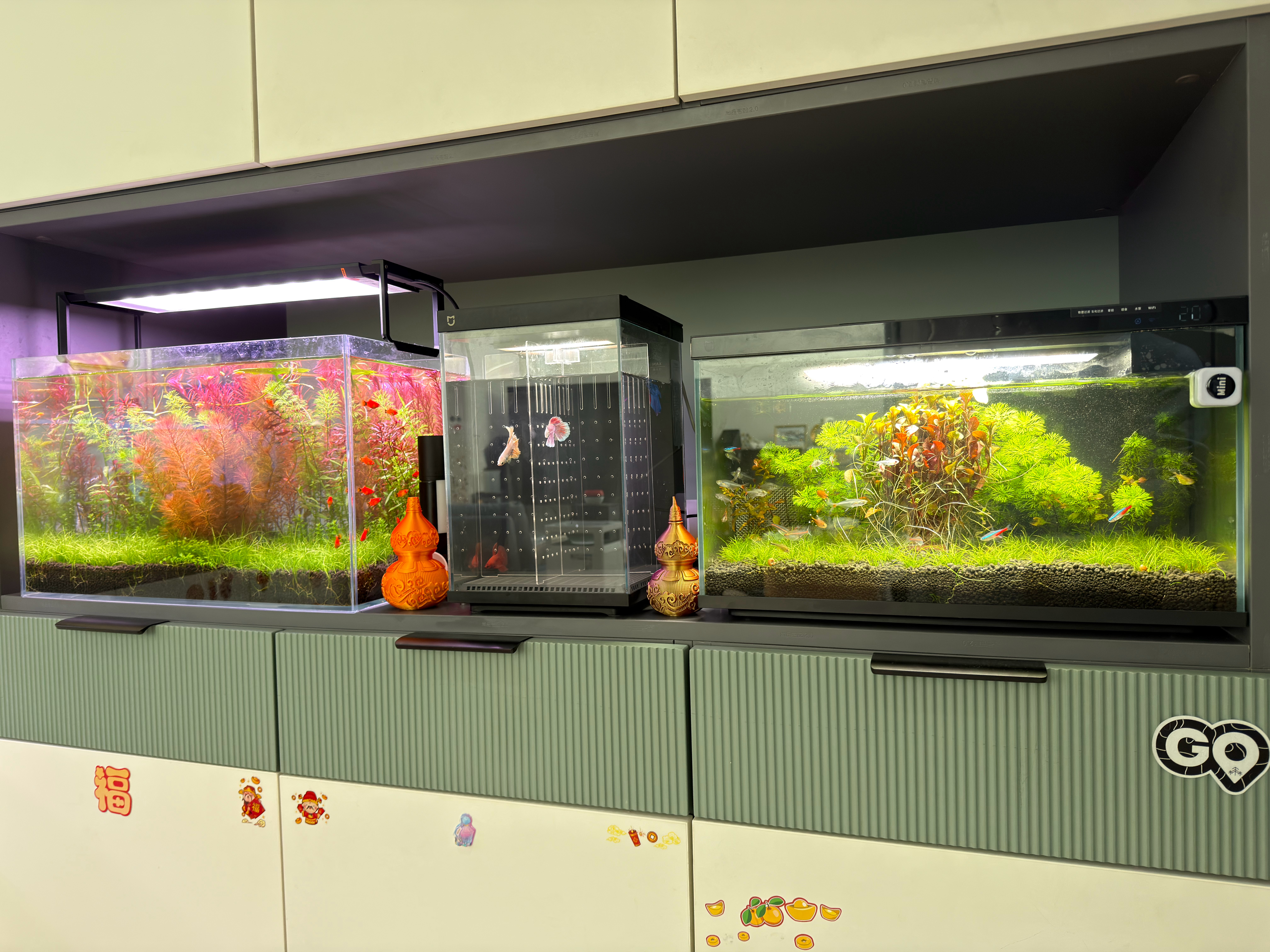 从小米鱼缸开始的养鱼入坑过程，现在有5个鱼缸，鱼缸还得大，小的养不开。老三可能是