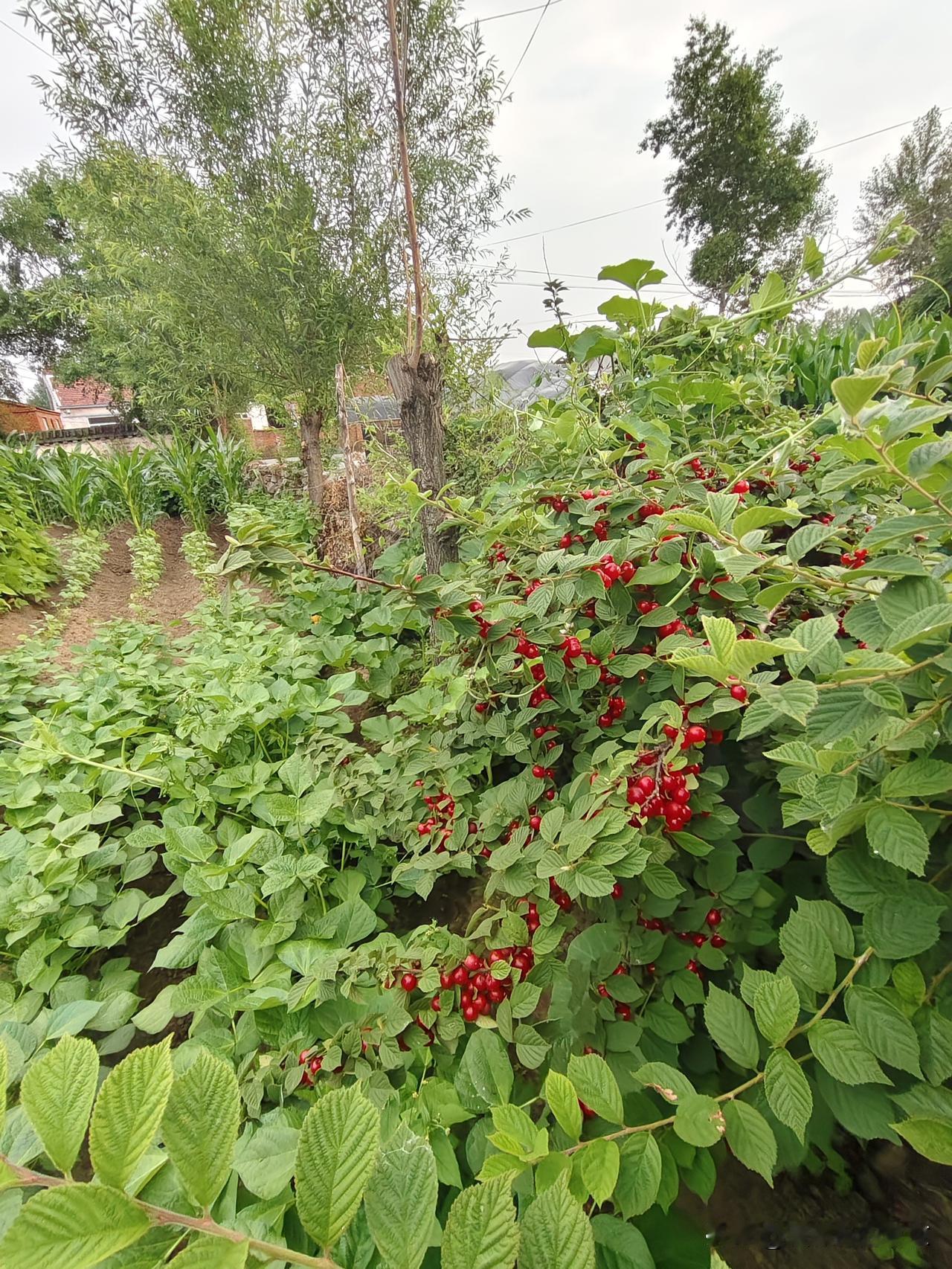夏日生活打卡季夏天的小菜园