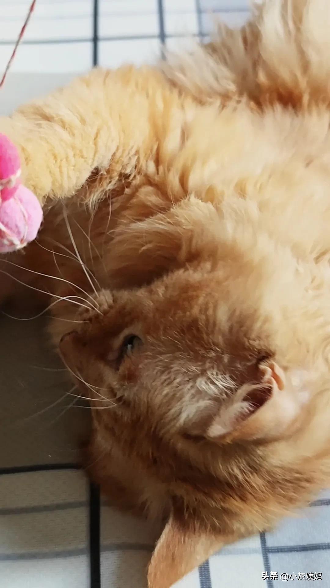 一张图证明你有一只长毛猫这是我养的长毛大橘，大橘长毛的不多见啊！吃喝玩乐样样行，