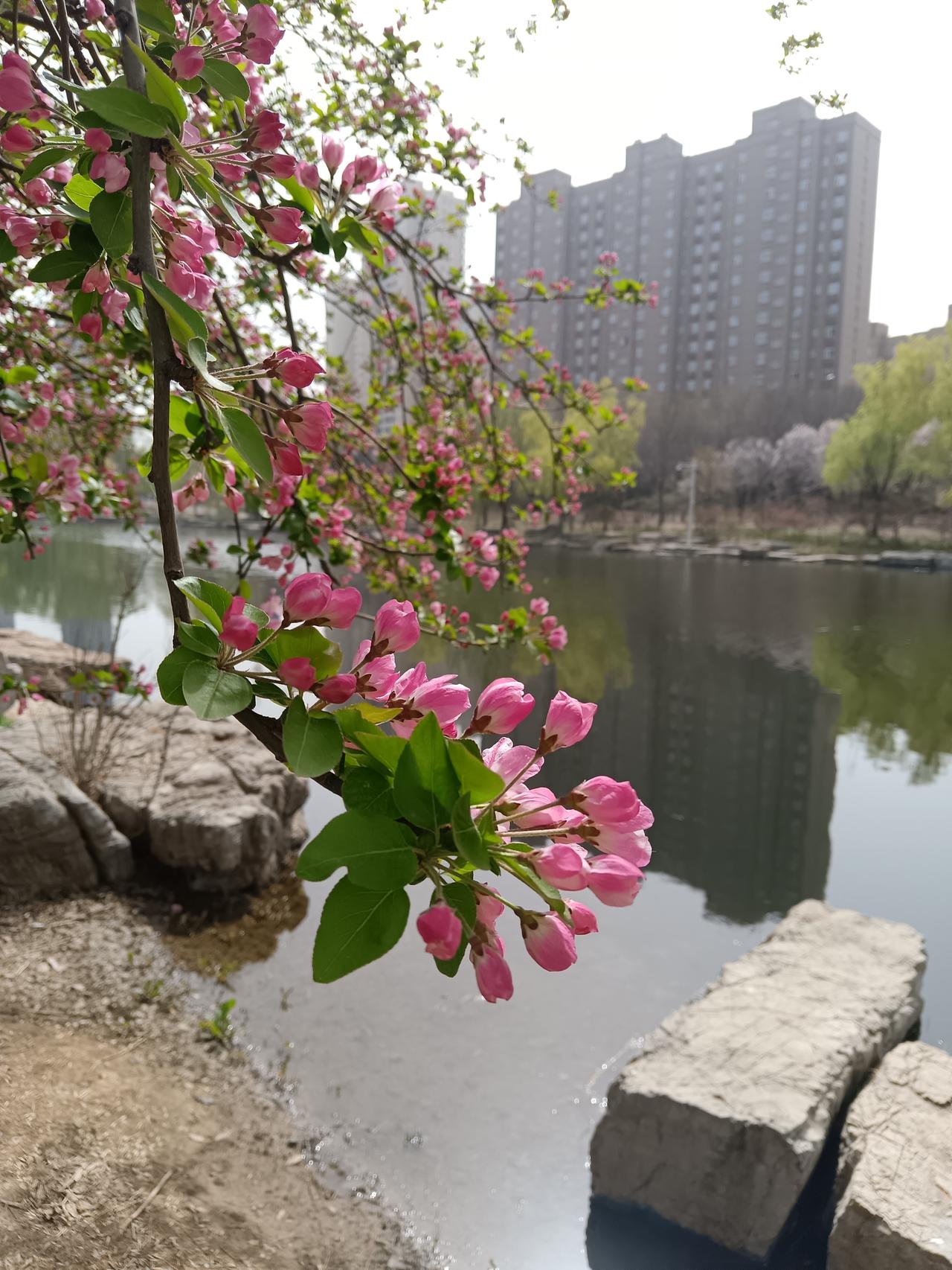 阳春三月风光好，正是桃红柳绿时。