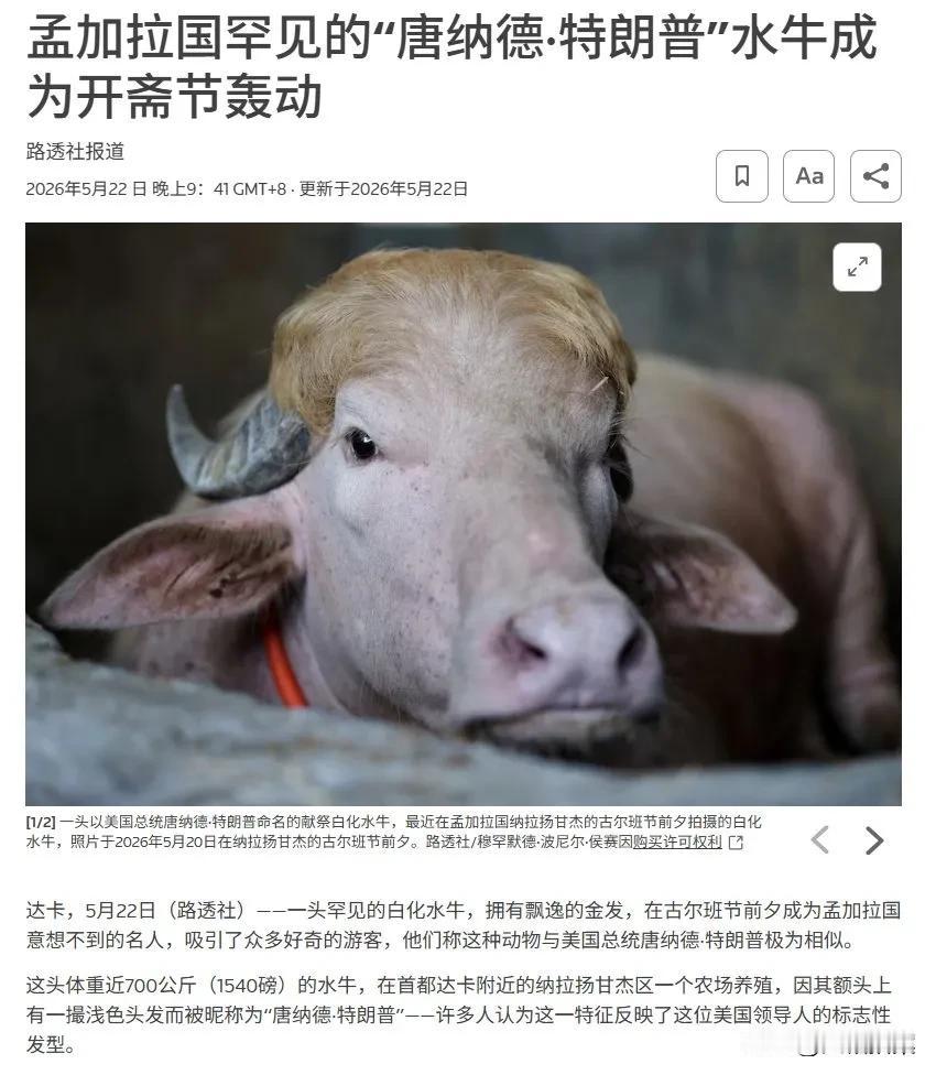 孟加拉国开斋节上有一头白化水牛上了全世界热搜榜，因为它与美国总统特朗普发型类似，