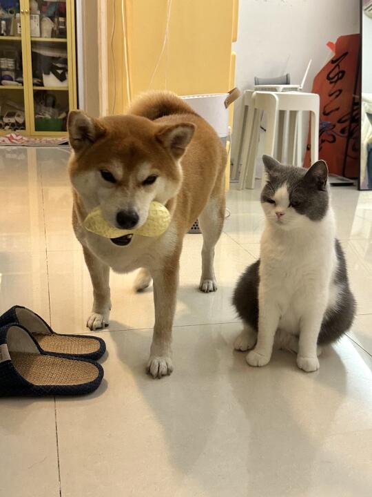 狗狗欢迎仪式和咪咪欢迎仪式的区别