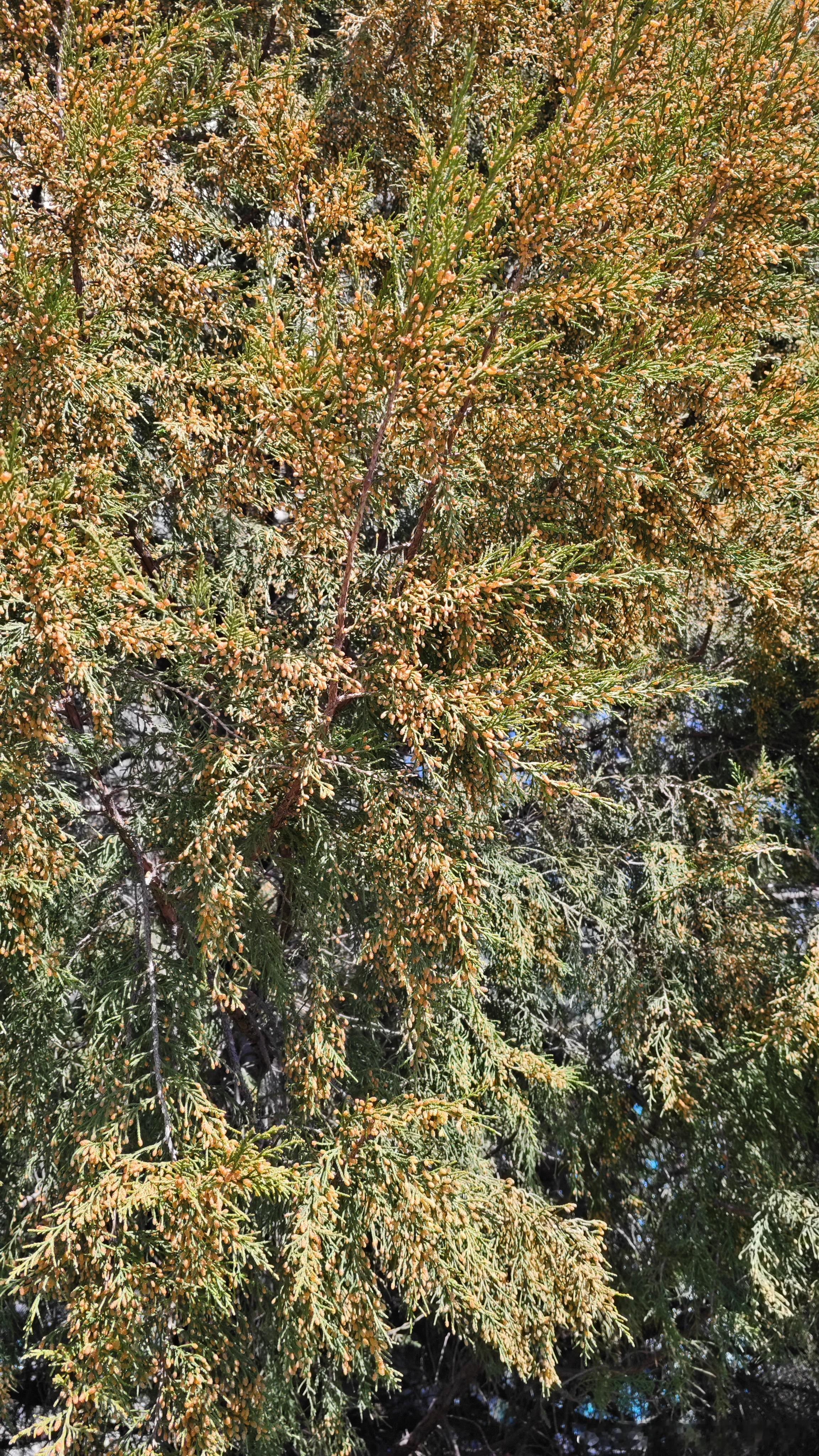 下图是中国气象局里面的圆柏，它的花粉是春季主要的过敏源之一。未来随着北京气温上升