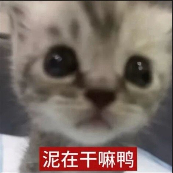 偶家猫查岗中所有人马上报备 