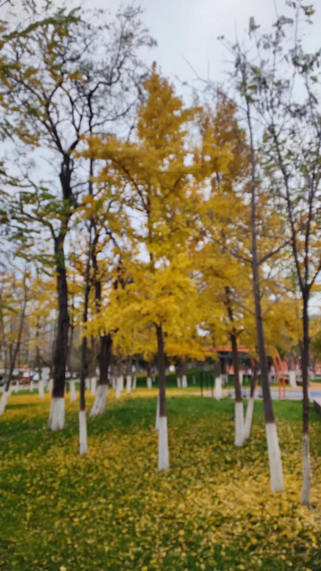 秋分扫落叶🍂