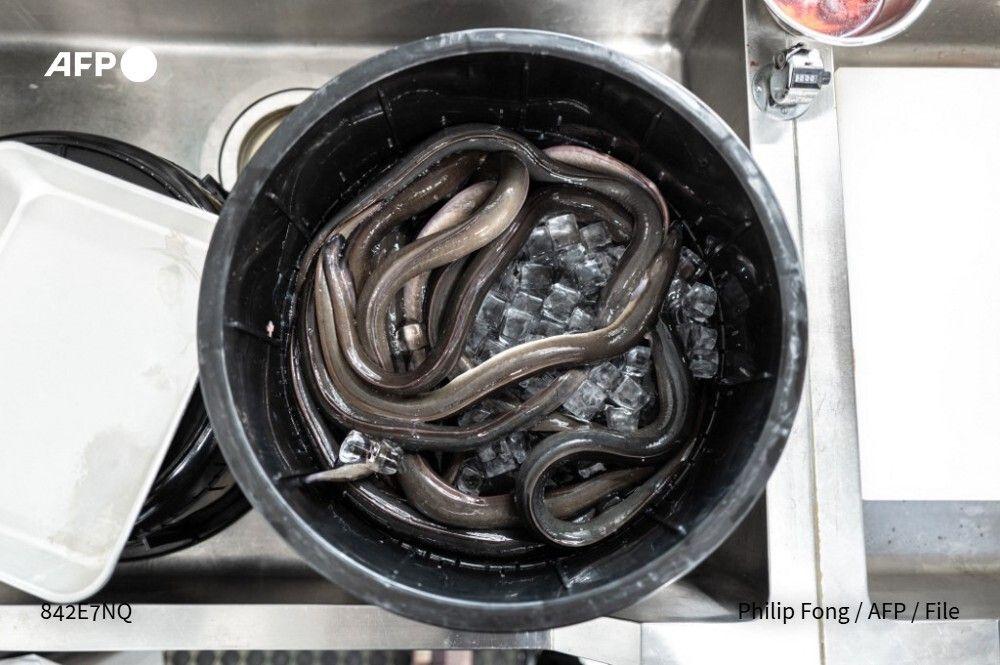 法新社：日本鳗鱼被列入世界自然保护联盟（IUCN）红色名录，属于濒危物种。日本强