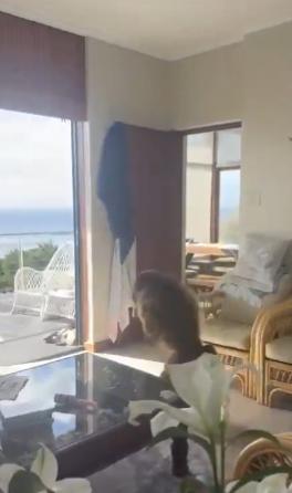 【一个管家把一只巨大的狒狒赶出了房子】那只毛茸茸的“窃贼”闯了进来，试图抓走任何