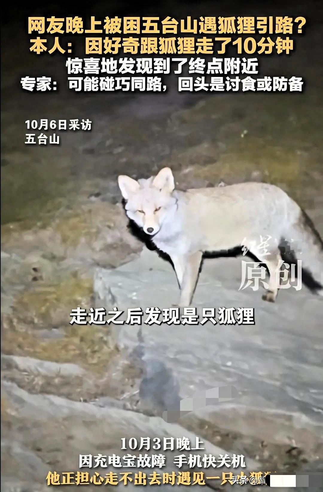 五台山狐狸引路！男子被困夜山遇“灵狐”相助，善意换来温暖奇遇

10月3日晚，户
