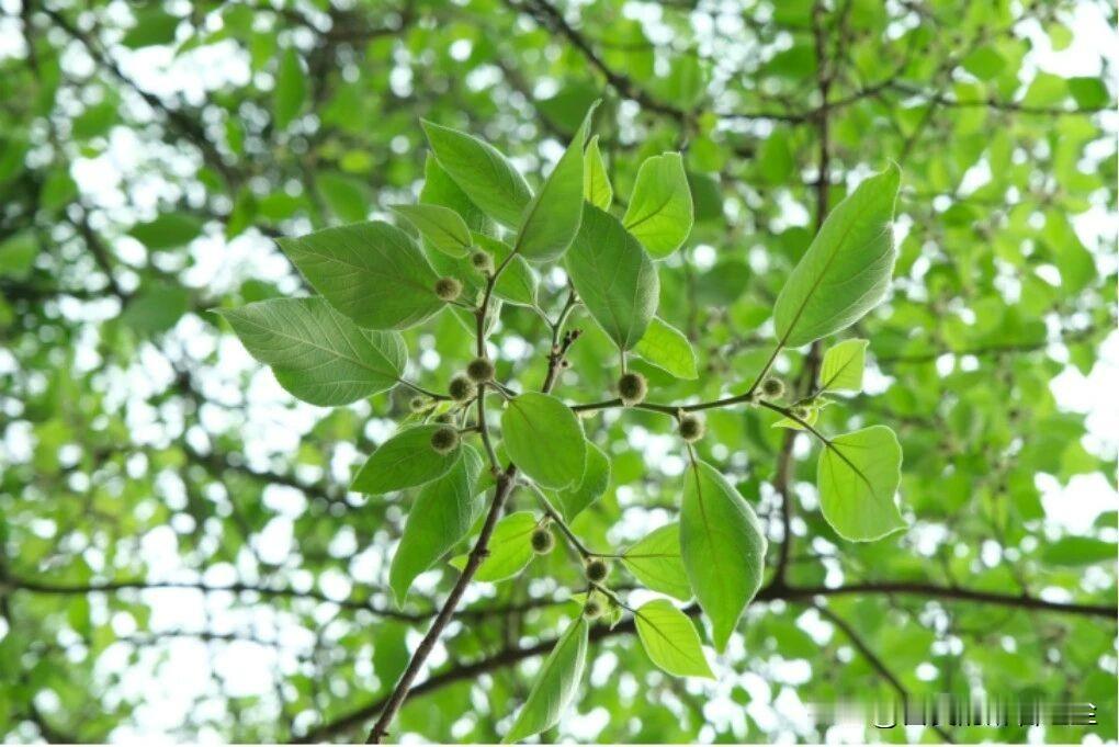 乖嘞，这家伙真聪明
    
 “我必须得去河里洗个手，这手粘糊糊的我真受不了！