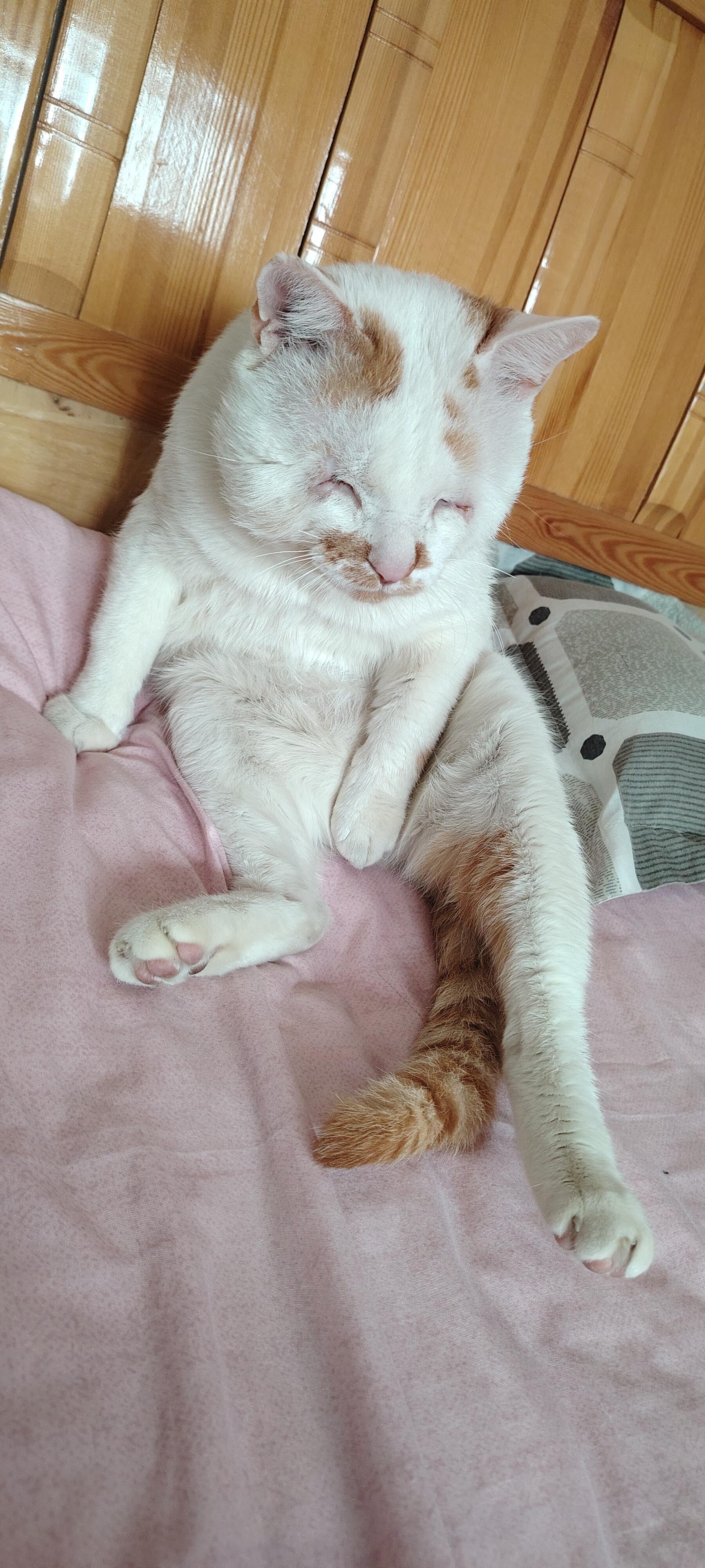 人，早上好呀住一楼没关窗户，一觉醒来床头惊现一只衰衰的流浪猫像人一样坐着望着我。