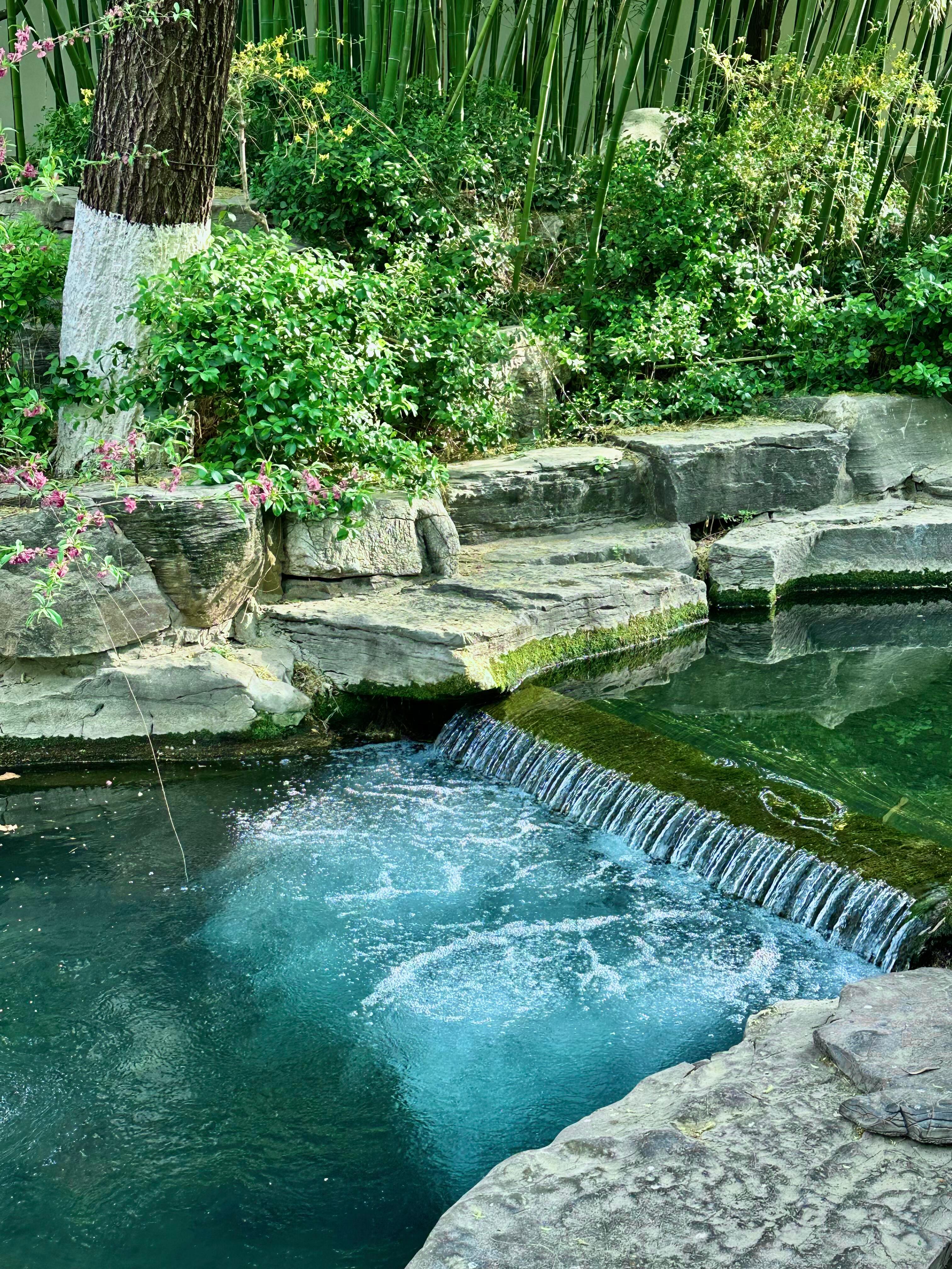 真的不在江南！！在济南！！！！！！！！！趵突泉 