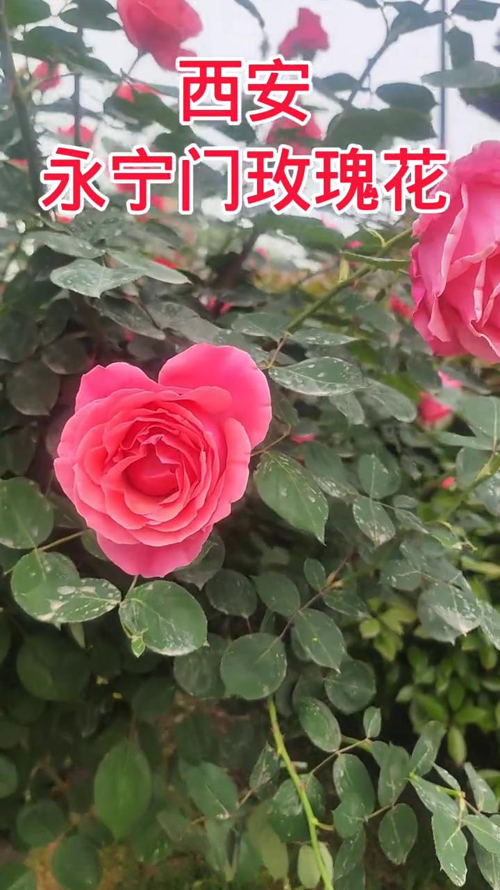 西安永宁门玫瑰花。
西安的永宁门，西安的玫瑰花。看这玫瑰花长得太漂亮了，玫瑰花，