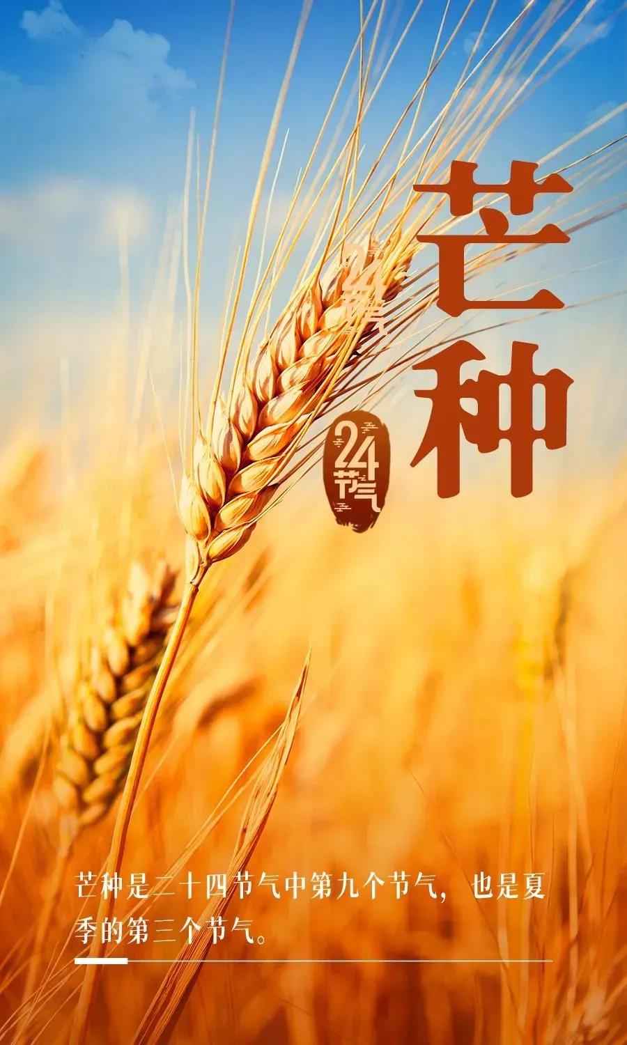 时至芒种盛夏将至
风吹麦浪杏子黄
芒种是夏天成熟的农作物丰收的季节
芒种是秋天成