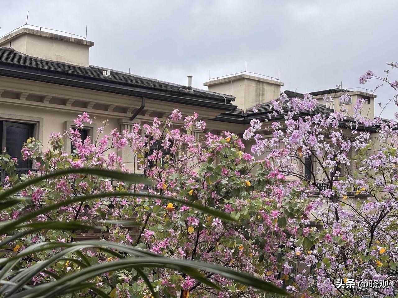 今天广州天河终于下了一场久违的大雨，此时正当满城紫荆花开，粉紫的天下，难得一片烟