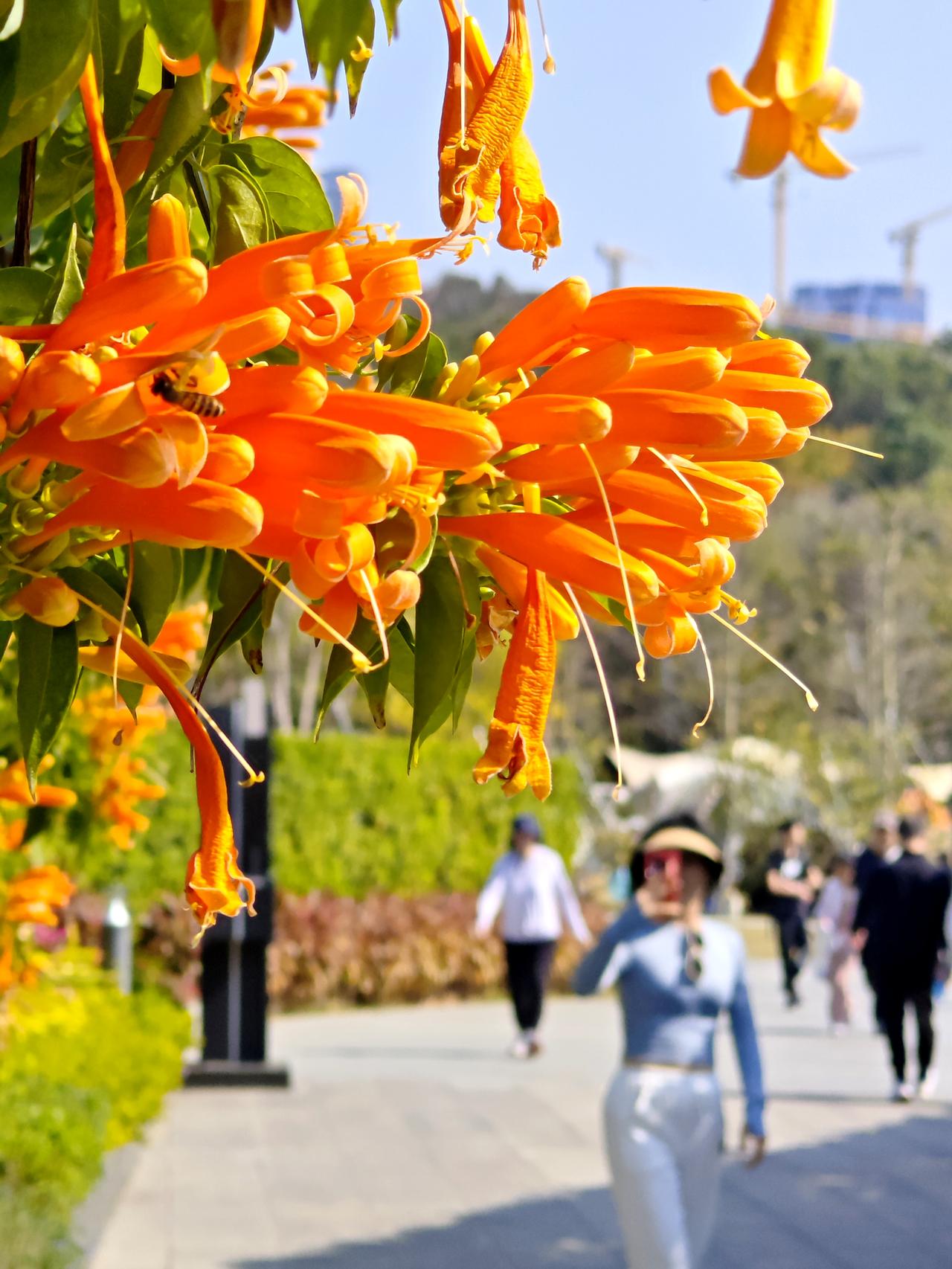 [途虫摄影]2026年1月18日，深圳，一半秋天一半春。