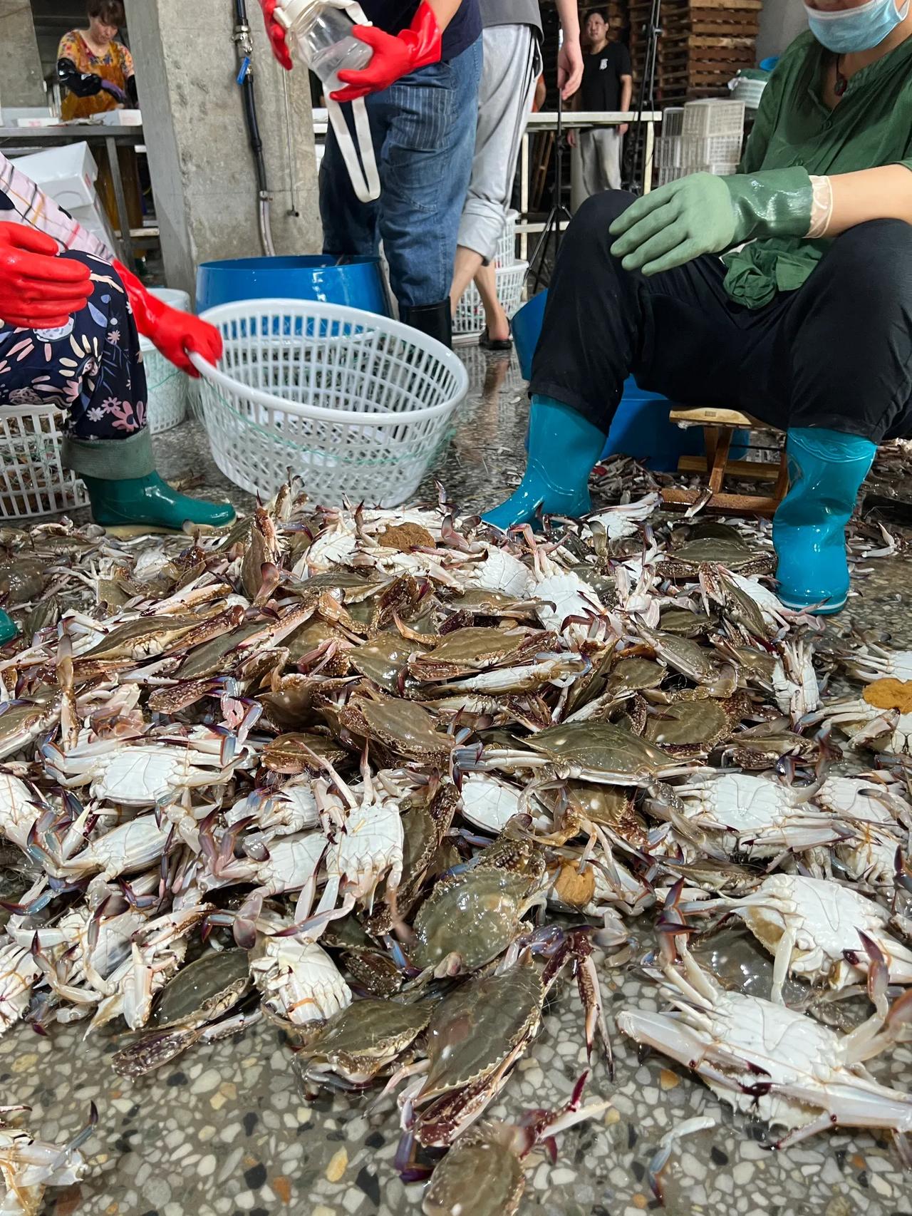 不懂就问，现在休渔期结束了，梭子蟹大量上市，然而为什么询问的人多而购买的人少呢？