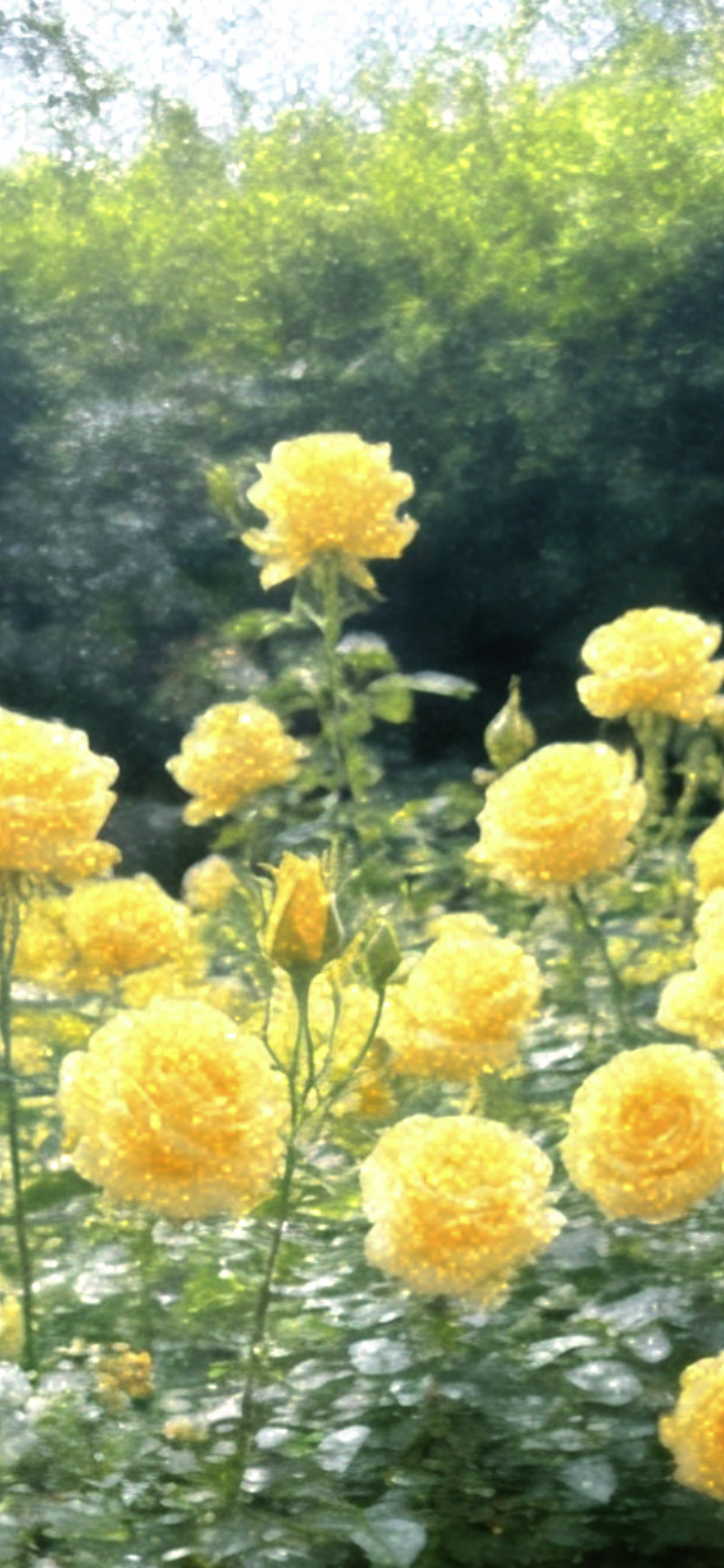 刘亦菲 人太红是这样的，黄玫瑰比高定还让人眼红，每天都能见到各路女明星或者公众人