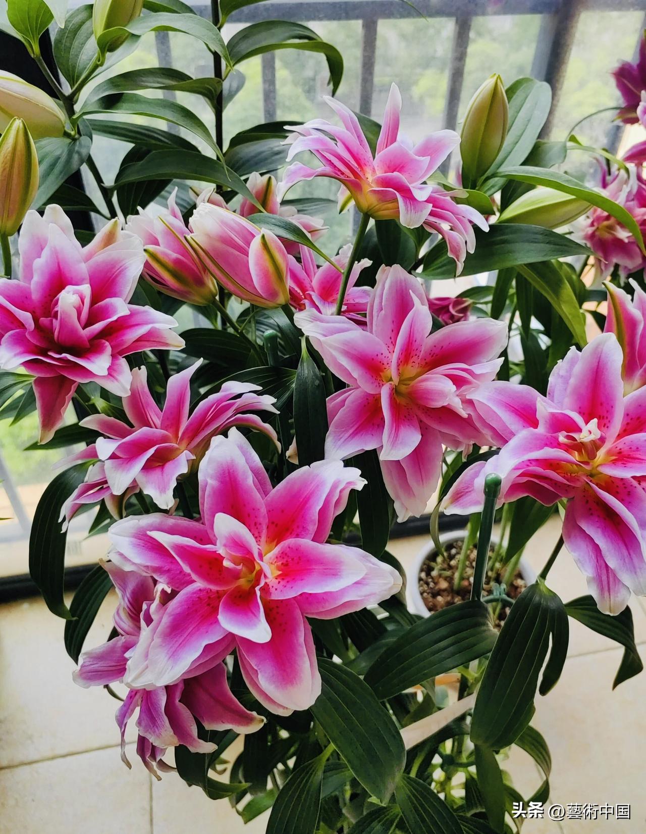 随手拍公园的花草百合花开，芬芳静雅。花语藏着千年美好：百事顺心，和合美满。它象征
