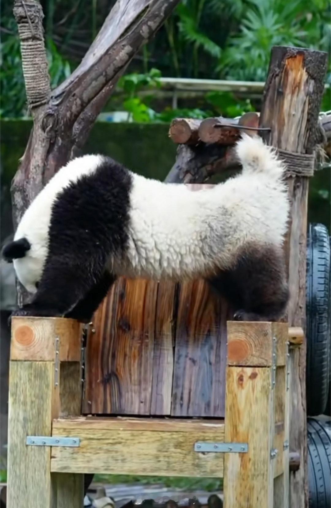 莽灿灿:  恶龙咆哮，嗷呜～🐼小五创作没有颈瓶期，每天诞生名场面！🐼 