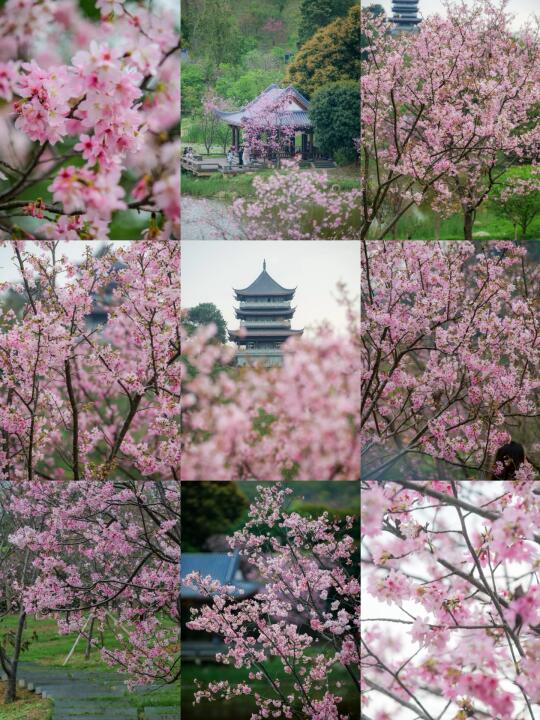 0318实拍‼️青秀山樱花🌸盛花期倒计时‼️