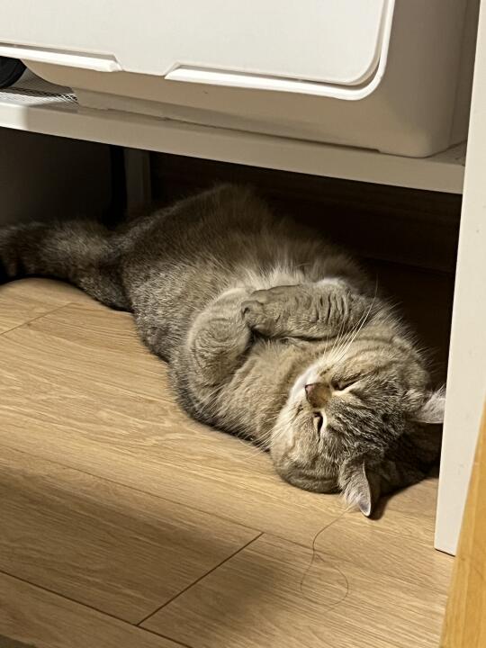 我要睡觉觉咯💤
