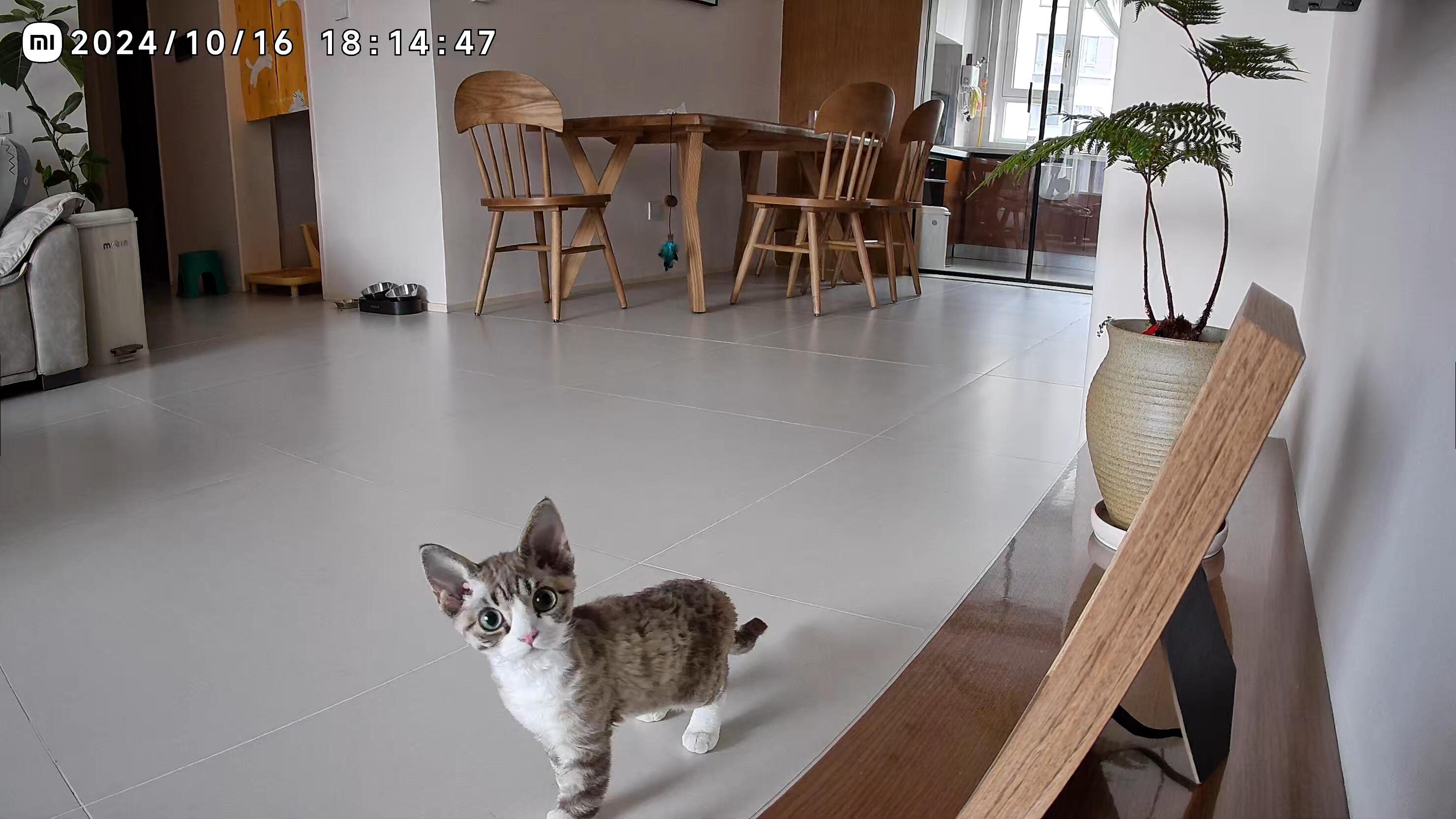 在监控听到妈妈声音后的小猫 ​​​
