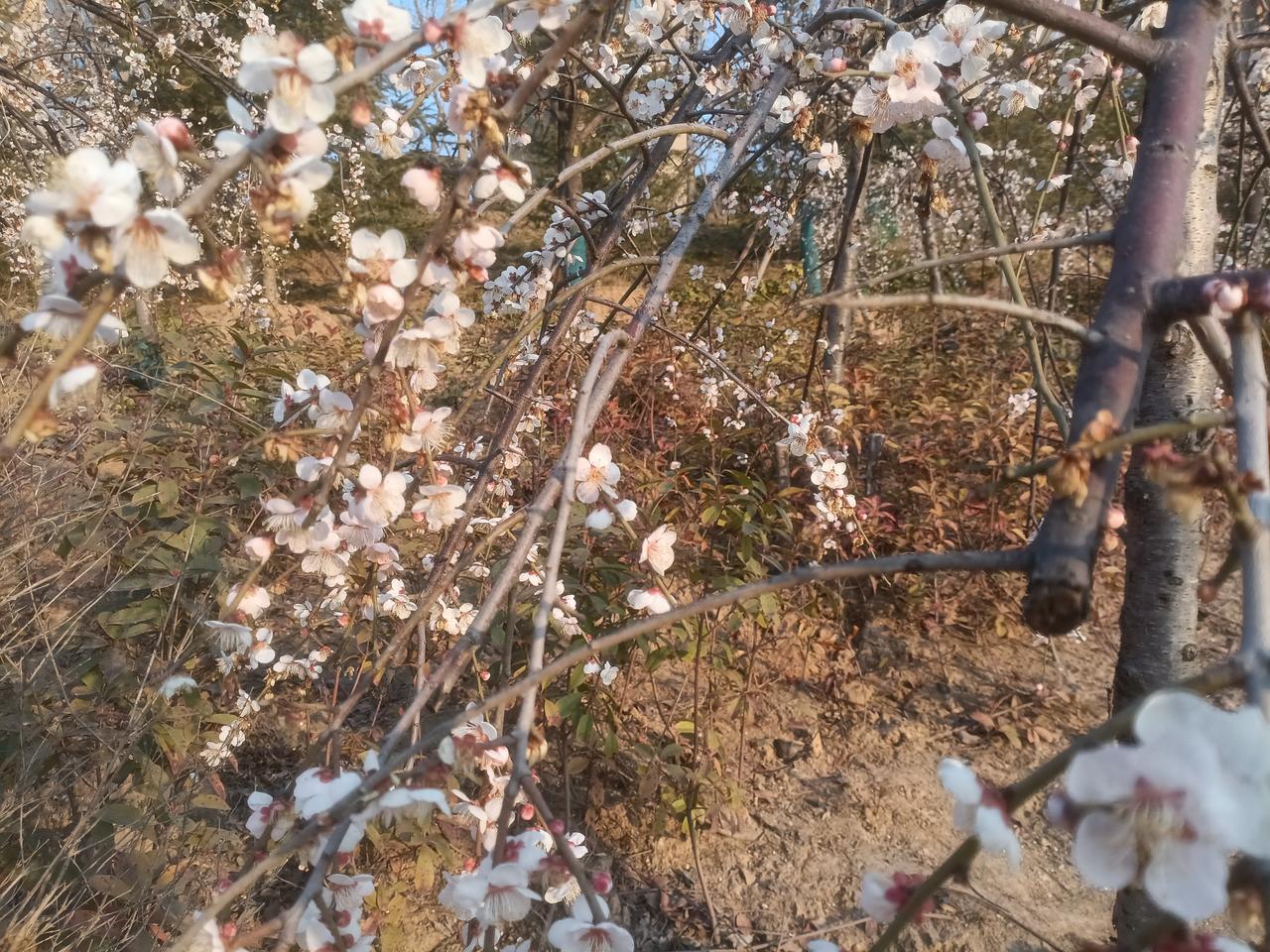 春天悄然降临，树木开始抽芽，小草也破土而出。樱花绽放，街上行人渐多。尤其是滨河公