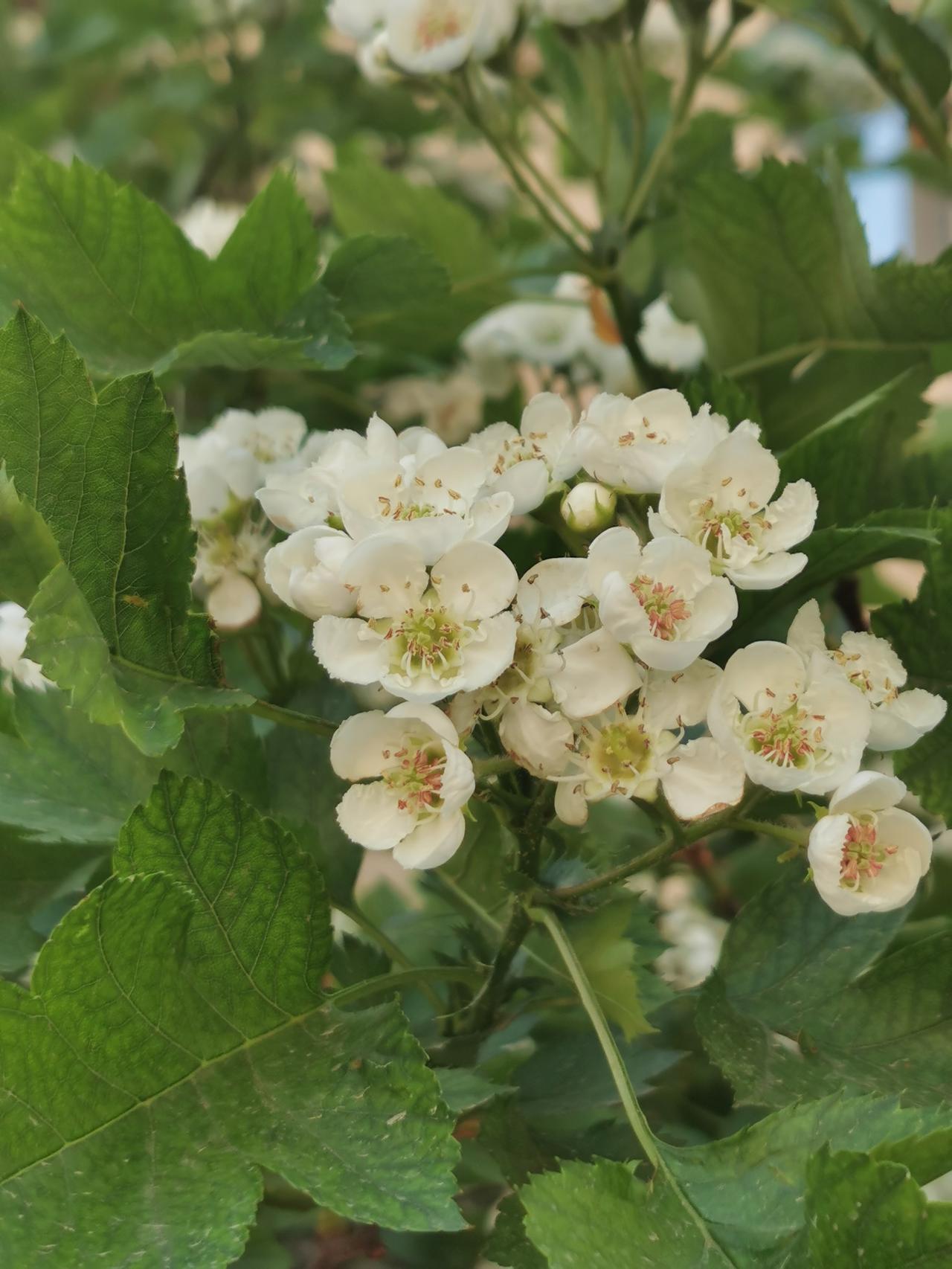 山楂树开满枝头，满树盛开给人芬芳。让我们用镜头留住春天。摄于国源朗怡酒店（国资委
