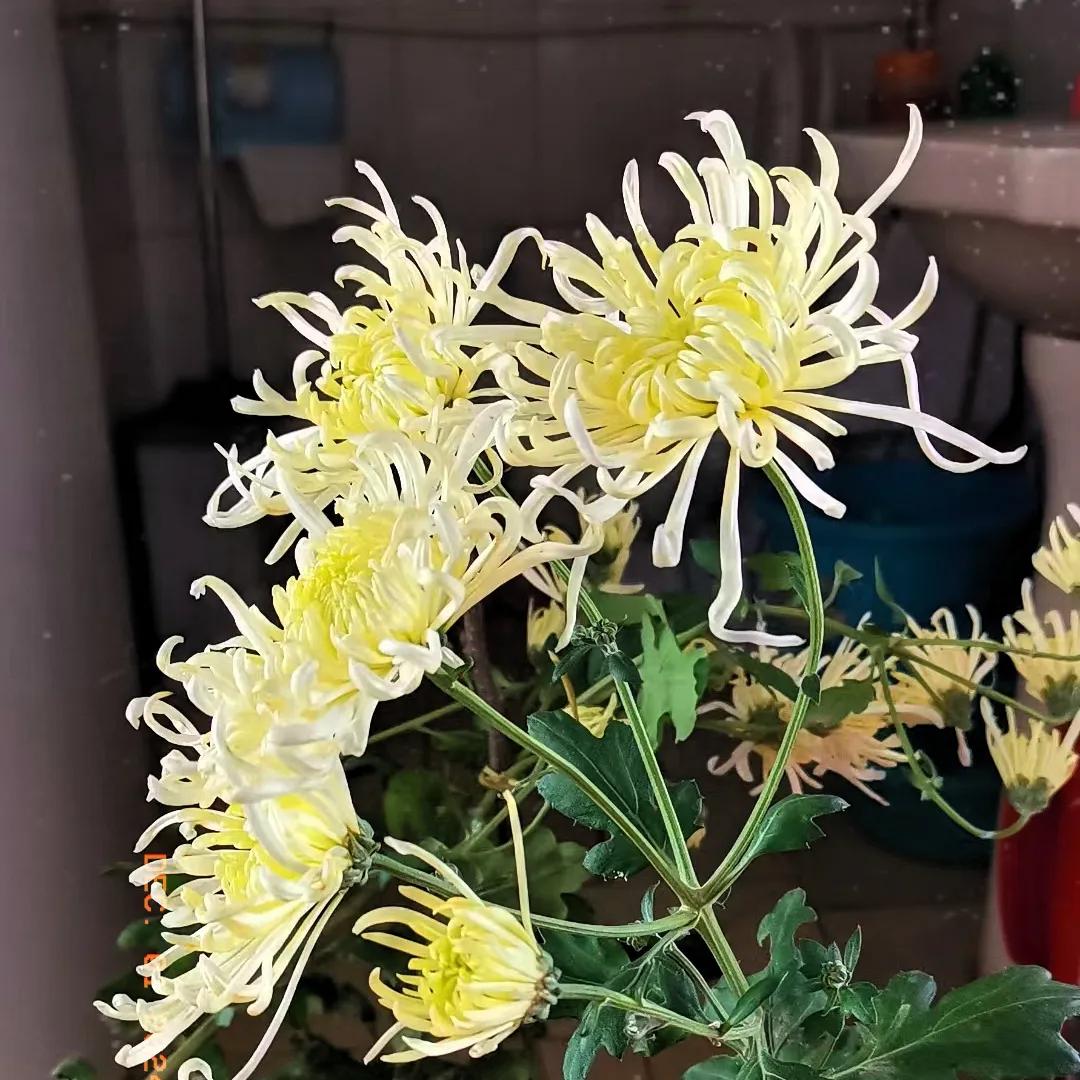 今天12月1号周日，阳光灿烂暖和如秋，人生啊一站有一站的风景，看那些老人坐着闲聊